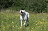 DOGUE ARGENTIN 062